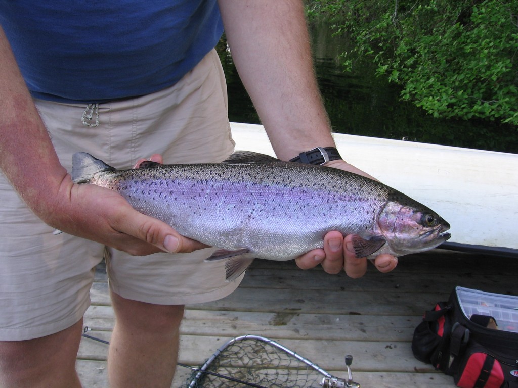 rainbow_trout